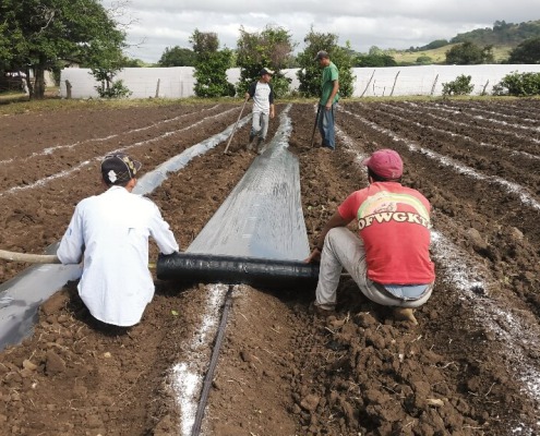 Desarrollo agrícola en Nicaragua