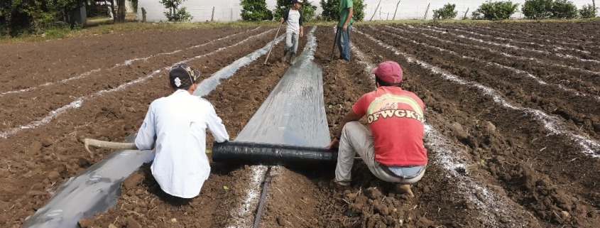 Desarrollo agrícola en Nicaragua