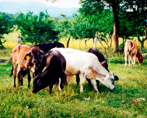 Finca agroecológica en Nicaragua